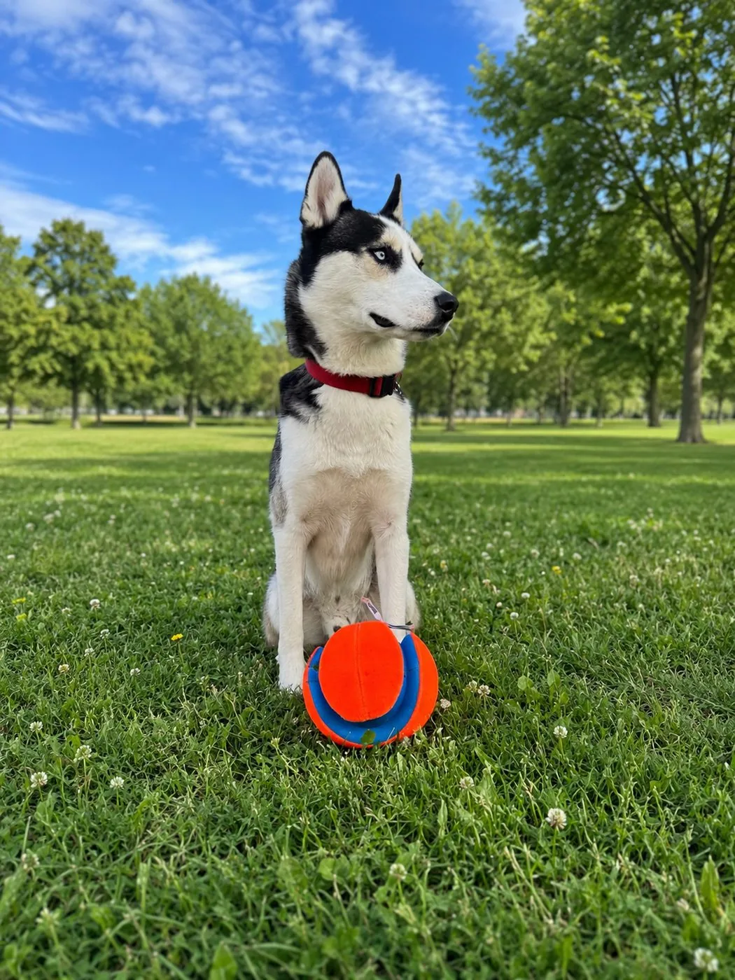 Khilji, the real Siberian Husky CEO of GreenWoof